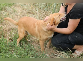Udo 43 cm geb. 01/2021 wäre ein guter Familienhund Udo 43 cm geb. 01/2021 wäre ein guter Familienhund