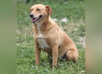 Udo 43 cm geb. 01/2021 wäre ein guter Familienhund Udo 43 cm geb. 01/2021 wäre ein guter Familienhund