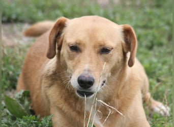 Udo 43 cm geb. 01/2021 wäre ein guter Familienhund Udo 43 cm geb. 01/2021 wäre ein guter Familienhund