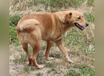 Udo 43 cm geb. 01/2021 wäre ein guter Familienhund Udo 43 cm geb. 01/2021 wäre ein guter Familienhund
