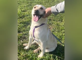 Pablo 48cm geb. 07/2024 supertoller Labrador-Mischling sucht Zuhause