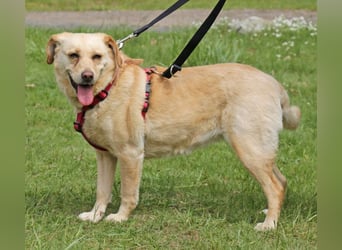 Labrador Luiza geb. 11/2022 wartet in 29690 Schwarmstedt auf ein endgültiges Zuhause