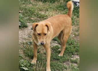 Udo 43 cm geb. 01/2021 wäre ein guter Familienhund Udo 43 cm geb. 01/2021 wäre ein guter Familienhund