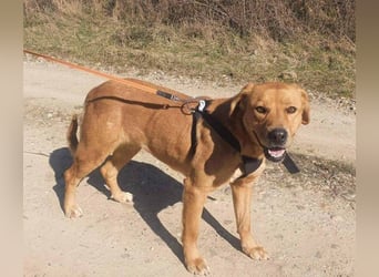 Linda ist eine Labrador-Hündin und hatte viel Pech in ihrem Leben