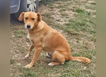 Udo 43 cm geb. 01/2021 wäre ein guter Familienhund Udo 43 cm geb. 01/2021 wäre ein guter Familienhund