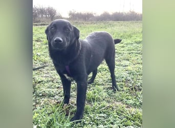Labrador Mix Mirela 51cm geb. 11/2024 kann sofort nach Deutschland kommen