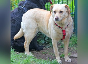 Labrador Luiza geb. 11/2022 wartet in 29690 Schwarmstedt auf ein endgültiges Zuhause