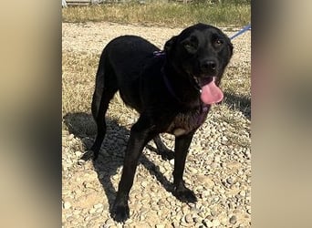 Labrador Mix Delia 53cm geb. 11/2024kann sofort nach Deutschland kommen