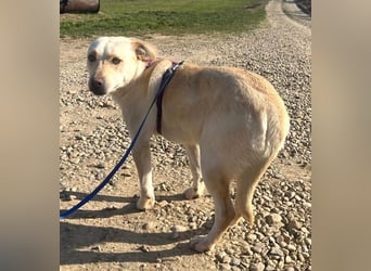 Pablo 48cm geb. 07/2024 supertoller Labrador-Mischling sucht Zuhause