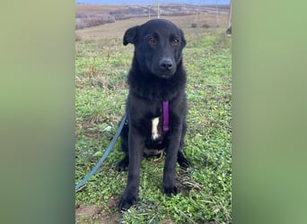Labrador Mix Mirela 51cm geb. 11/2024 kann sofort nach Deutschland kommen