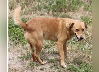 Udo 43 cm geb. 01/2021 wäre ein guter Familienhund Udo 43 cm geb. 01/2021 wäre ein guter Familienhund