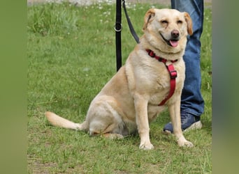 Labrador Luiza geb. 11/2022 wartet in 29690 Schwarmstedt auf ein endgültiges Zuhause