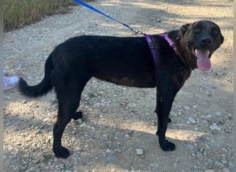 Labrador Mix Delia 53cm geb. 11/2024kann sofort nach Deutschland kommen