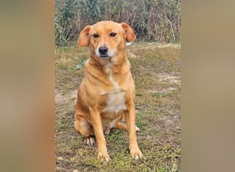 Udo 43 cm geb. 01/2021 wäre ein guter Familienhund Udo 43 cm geb. 01/2021 wäre ein guter Familienhund