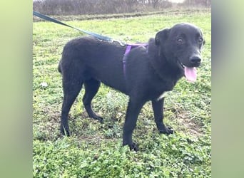 Labrador Mix Mirela 51cm geb. 11/2024 kann sofort nach Deutschland kommen