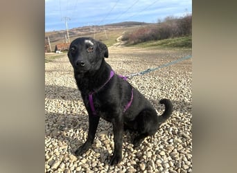 Labrador Mix Delia 53cm geb. 11/2024kann sofort nach Deutschland kommen