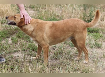 Udo 43 cm geb. 01/2021 wäre ein guter Familienhund Udo 43 cm geb. 01/2021 wäre ein guter Familienhund