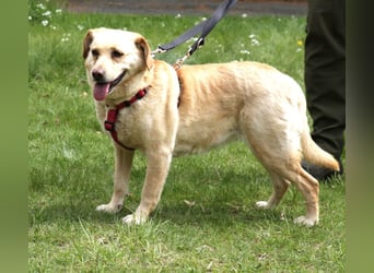 Labrador Luiza geb. 11/2022 wartet in 29690 Schwarmstedt auf ein endgültiges Zuhause