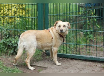 Labrador Luiza geb. 11/2022 wartet in 29690 Schwarmstedt auf ein endgültiges Zuhause