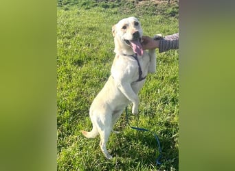 Pablo 48cm geb. 07/2024 supertoller Labrador-Mischling sucht Zuhause