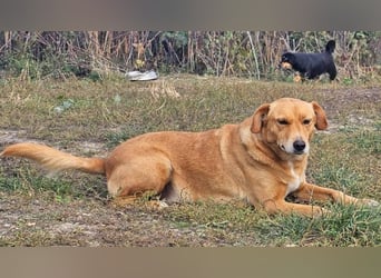 Udo 43 cm geb. 01/2021 wäre ein guter Familienhund Udo 43 cm geb. 01/2021 wäre ein guter Familienhund