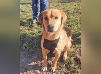 Linda ist eine Labrador-Hündin und hatte viel Pech in ihrem Leben