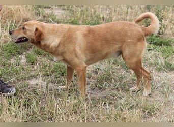 Udo 43 cm geb. 01/2021 wäre ein guter Familienhund Udo 43 cm geb. 01/2021 wäre ein guter Familienhund