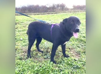Labrador Mix Mirela 51cm geb. 11/2024 kann sofort nach Deutschland kommen