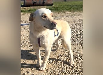 Pablo 48cm geb. 07/2024 supertoller Labrador-Mischling sucht Zuhause