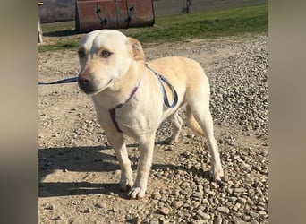 Pablo 48cm geb. 07/2024 supertoller Labrador-Mischling sucht Zuhause