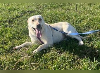 Pablo 48cm geb. 07/2024 supertoller Labrador-Mischling sucht Zuhause