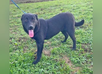 Labrador Mix Mirela 51cm geb. 11/2024 kann sofort nach Deutschland kommen