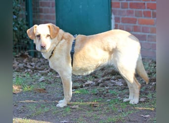 Labrador Luiza geb. 11/2022 wartet in 29690 Schwarmstedt auf ein endgültiges Zuhause