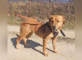 Linda ist eine Labrador-Hündin und hatte viel Pech in ihrem Leben