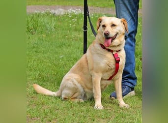 Labrador Luiza geb. 11/2022 wartet in 29690 Schwarmstedt auf ein endgültiges Zuhause