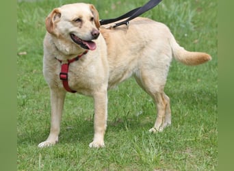 Labrador Luiza geb. 11/2022 wartet in 29690 Schwarmstedt auf ein endgültiges Zuhause
