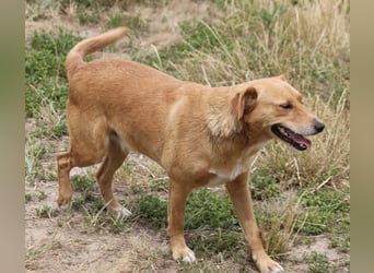 Udo 43 cm geb. 01/2021 wäre ein guter Familienhund Udo 43 cm geb. 01/2021 wäre ein guter Familienhund