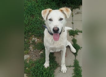 Gute Laune Junghund, ca. 1 Jahr, 50cm, Labrador ähnl. Mix,, kastrier