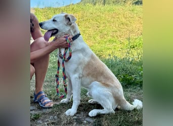 Gute Laune Junghund, ca. 1 Jahr, 50cm, Labrador ähnl. Mix,, kastrier