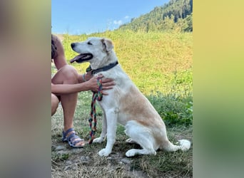 Gute Laune Junghund, ca. 1 Jahr, 50cm, Labrador ähnl. Mix,, kastrier