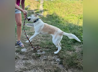 Gute Laune Junghund, ca. 1 Jahr, 50cm, Labrador ähnl. Mix,, kastrier
