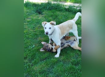 Gute Laune Junghund, ca. 1 Jahr, 50cm, Labrador ähnl. Mix,, kastrier