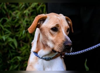 ♦️Labbi ERIK♦️ Zuhause oder Pflegestelle gesucht !