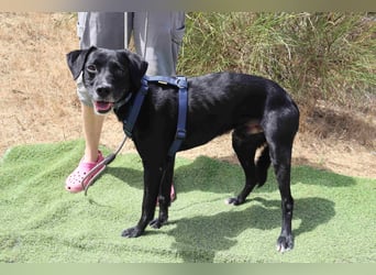 Zuhause gesucht für ▪️Pantera ▪️ Bobo ▪️- Cantinho da Milu