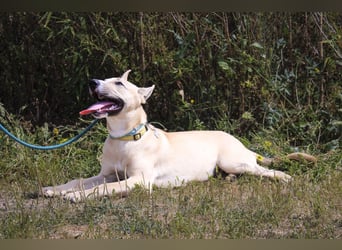 Junghunde: Elliot • Bono • Nisse • Moisés⚡️4 von ~650 Hunden in der Cantinho da Milu⚡️