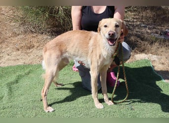 Zuhause gesucht für die lieben Rüden *MILES + COLIN* - Cantinho da Milu
