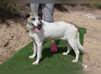 Zuhause gesucht für die lieben Hündinnen: BLANCHE ❤️ NIKA - Cantinho da Milu