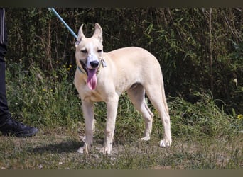 Junghunde: Elliot • Bono • Nisse • Moisés⚡️4 von ~650 Hunden in der Cantinho da Milu⚡️
