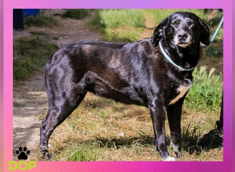 ♦️ Für Antoniette wird ein Zuhause oder eine Pflegestelle gesucht ♦️