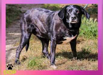 ♦️ Für Antoniette wird ein Zuhause oder eine Pflegestelle gesucht ♦️